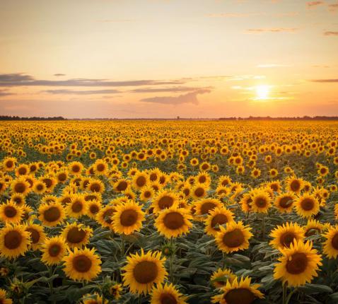 zonnebloemen © open balie