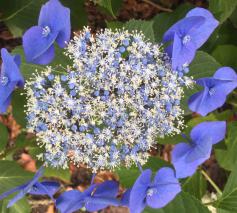 blauw voor Onze-Lieve-Vrouw © bedevaartsoord