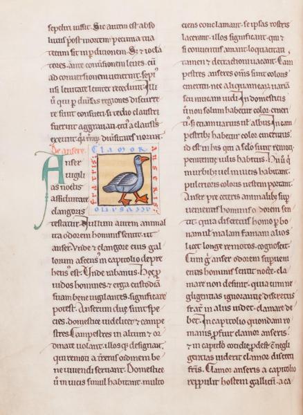 De pronkzuchtige zwaan (AGSB, Ms. 89/54, fol. 41v) © Stad Brugge