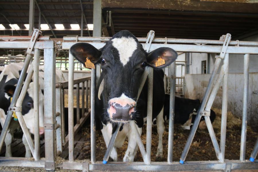 Bezoek aan zorgboerderij De Sterboshoeve © Demey-Elst