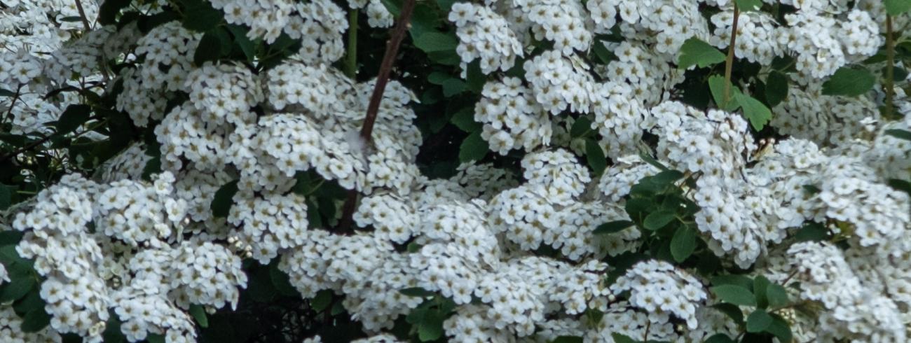 Spirea 