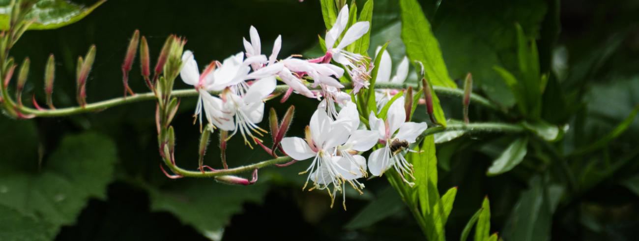 Gaura - prahtkaars 