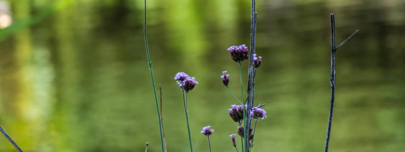 Verbena 