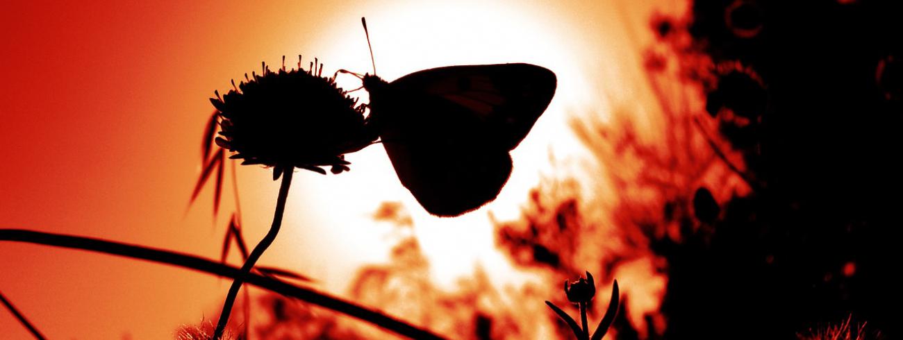 Een stralend nieuw begin van leven, rups verpopt tot vlinder. © pixabay