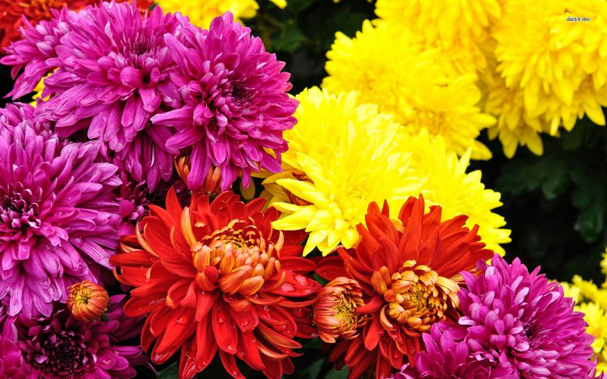 Chrysanten 