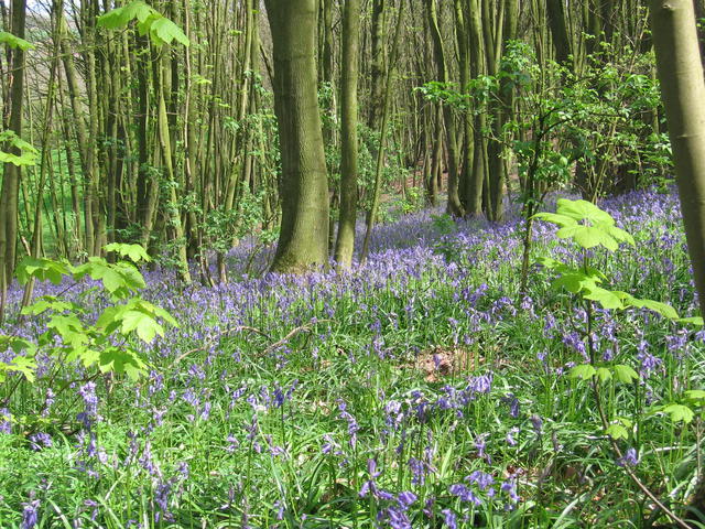 Vergeving is als een nieuwe lente.